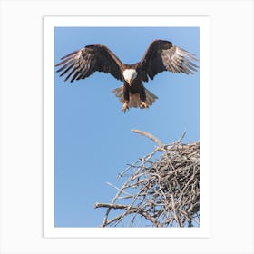 Bald Eagle Nest Art Print