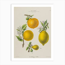 Lemons And Oranges Art Print