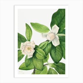 Vintage Botanical Mary Vaux Walcott _2732426 Art Print