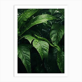 Green Leaves In The Rain Art Print