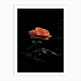 Dark Rose 138 Art Print