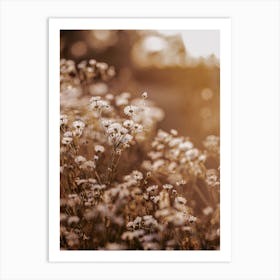 Dried White Flowers Art Print