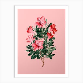 Vintage Brick Red Chinese Azalea Flower Botanical on Soft Pink n.0862 Art Print