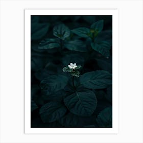 Flower In The Dark 89 Art Print