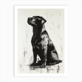 Drawing Of A Rottweiler Sitting Art Print