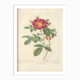 Rose Illustration, Pierre Joseph Redoute (58) Art Print