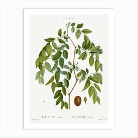 Jujube, Ziziphus Sativa, Pierre Joseph Redoute Art Print