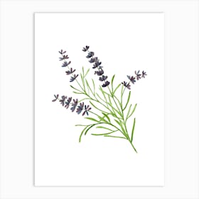 Lavender Flower Art Print