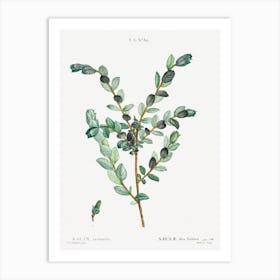 Creeping Willow, Pierre Joseph Redoute Art Print