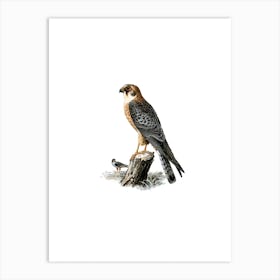 Vintage Red Footed Falcon Female Bird Illustration on Pure White Art Print