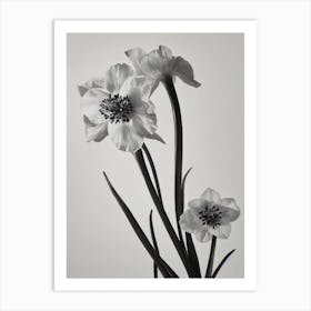 Delphinium B&W Pencil 1 Flower Art Print