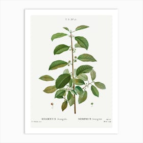 Alder Buckthorn, Pierre Joseph Redoute Art Print