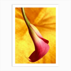 Pink Tulip Flower Art Print