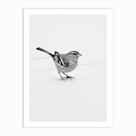 Finch B&W Pencil Drawing 1 Bird Art Print