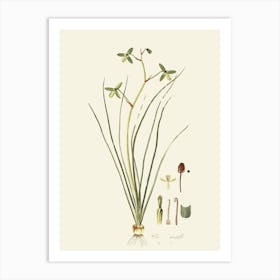 Sassafras 7 Art Print