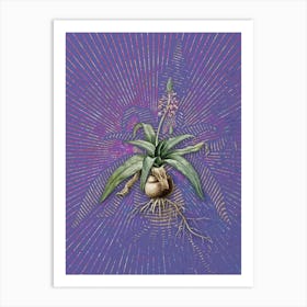 Vintage Lachenalia Lanceaefolia Botanical Illustration on Veri Peri n.0402 Art Print