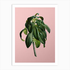 Vintage Spurge Laurel Weeds Botanical on Soft Pink n.0112 Art Print