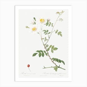 Field Rose, Pierre Joseph Redoute Art Print