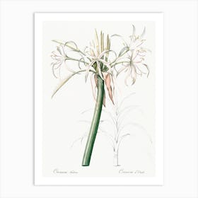 Poison Bulb, Pierre Joseph Redoute Art Print