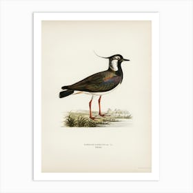 Northern Labwing (Vanellus Vanellus), The Von Wright Brothers Art Print