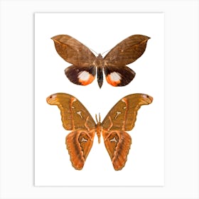 Two Butterflies 3 Art Print