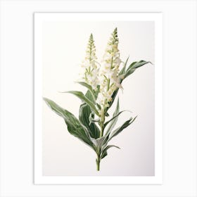 Pressed Wildflower Botanical Art Downy Rattlesnake Plantain Art Print