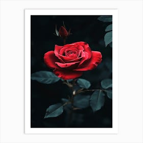 Dark Rose 11 Art Print