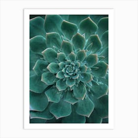 Green Succulent Flower Art Print