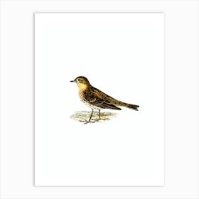 Vintage Red Throated Pipit Bird Illustration on Pure White n.0031 Art Print
