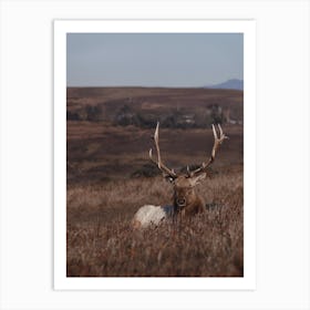 Montana Elk Art Print