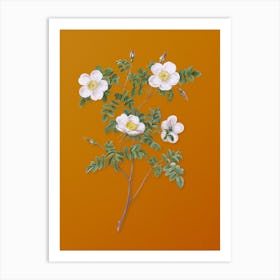 Vintage White Candolle's Rose Botanical on Sunset Orange Art Print
