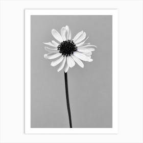 Laurel B&W Pencil 2 Flower Art Print