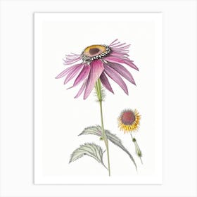 Echinacea Floral Quentin Blake Inspired Illustration 3 Flower Art Print