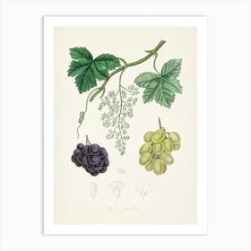 Vintage Botanical John Stephenson and James Morss Churchill Art Print_2731660 Art Print