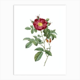 Vintage Red Portland Rose Botanical Illustration on Pure White n.0218 Art Print