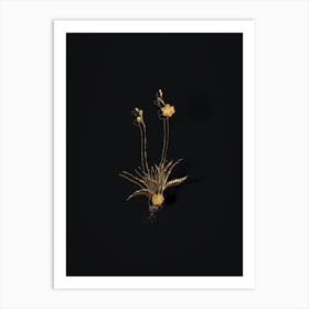 Vintage Ixia Crispa Botanical in Gold on Black n.0139 Art Print