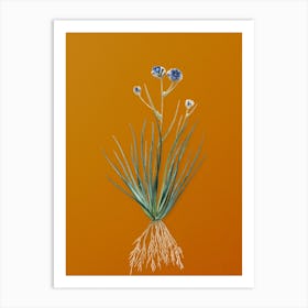 Vintage Blue Corn-Lily Botanical on Sunset Orange n.0762 Art Print