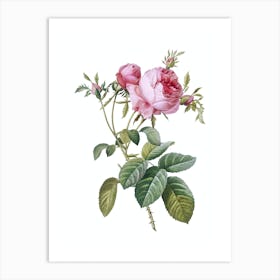 Vintage Pink Cabbage Rose de Mai Botanical Illustration on Pure White n.0535 Art Print