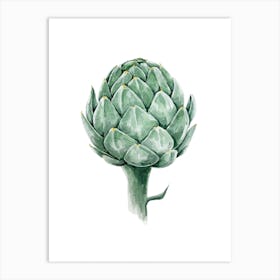 Botanical Study Of An Artichoke In Watercolor Art Print