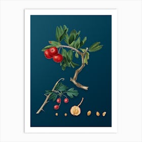 Vintage Red Thorn Apple Botanical Art on Teal Blue n.0380 Art Print