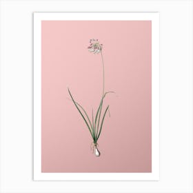 Vintage Nodding Onion Botanical on Soft Pink Art Print