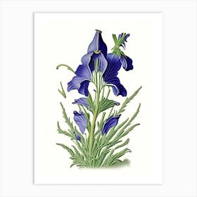Marsh Bellflower Wildflower Vintage Botanical Art Print