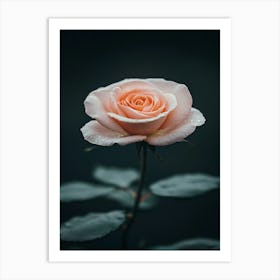 Pink Rose On Black Background 64 Art Print