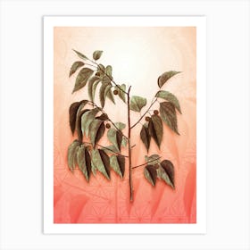 Common Hackberry Vintage Botanical in Peach Fuzz Asanoha Star Pattern n.0282 Art Print