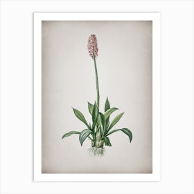 Vintage Swamp Pink Botanical on Parchment n.0613 Art Print