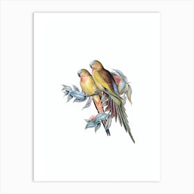 Vintage Princess Parakeet Parrot Bird Illustration on Pure White n.0057 Art Print