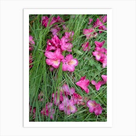 Pink rhododendron flowers and blades of grass Art Print