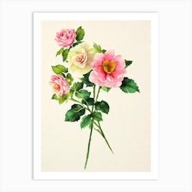 Bourvardia Vintage Flowers Flower Art Print