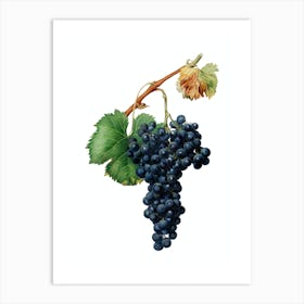 Aamgd Vintage Grape Spanna Botanical Illustration On Pure White N Art Print