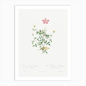 Single Dwarf China Rose, Pierre Joseph Redoute Art Print